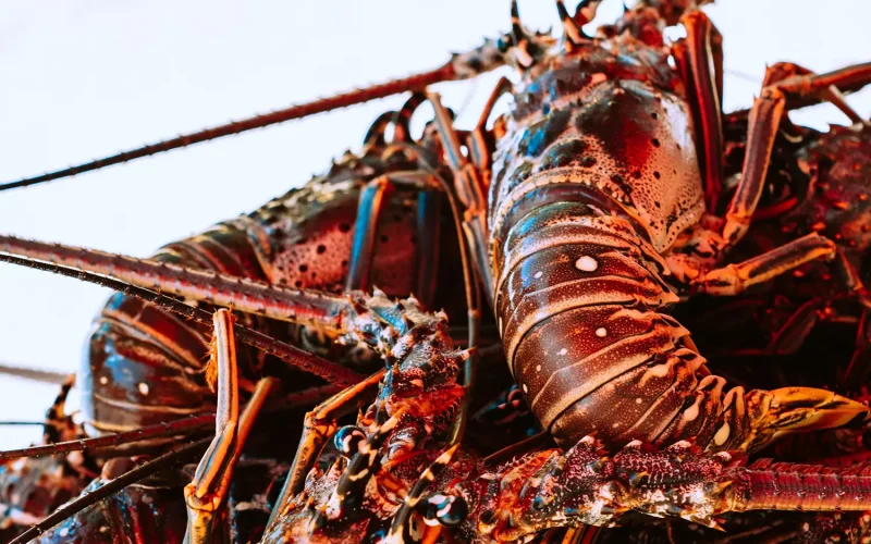 seafood
