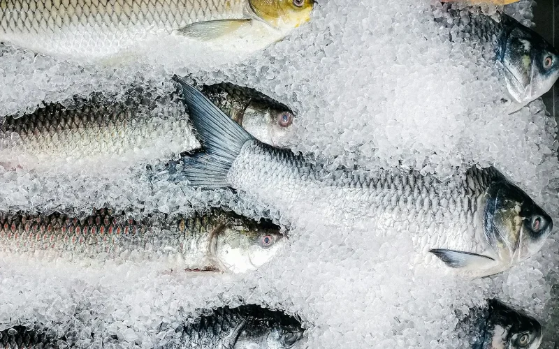 fish