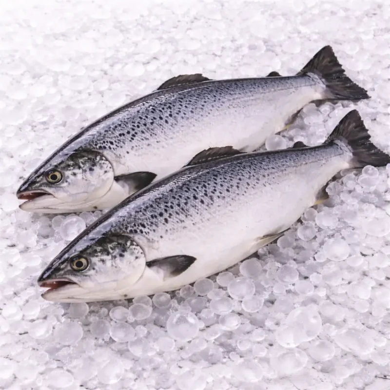 saumon